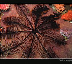 Feather Star making interesting pattern and colour variat... by Brian Mayes 
